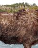 A mass of fur in the North Woods may lead to Bigfoot tips. Submitted phtoto